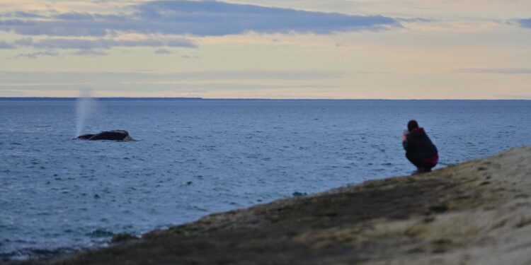 ¿Cómo cantan las ballenas?: descubrieron un sistema único existente en sus laringes
