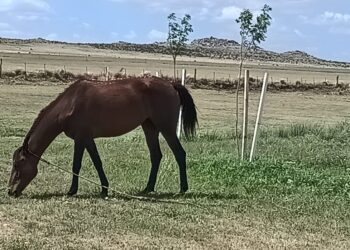 Comunicado sobre la presencia de caballos en espacios públicos