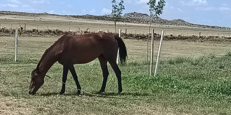 Comunicado sobre la presencia de caballos en espacios públicos