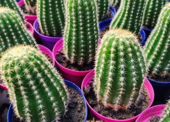 Miles de Cactus en el pueblo más arbolado de la Argentina
