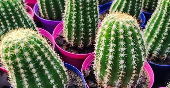 Miles de Cactus en el pueblo más arbolado de la Argentina