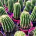 Miles de Cactus en el pueblo más arbolado de la Argentina
