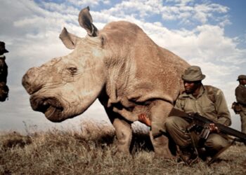 Creció la caza furtiva de rinocerontes en Sudáfrica con casi 500 ejemplares muertos