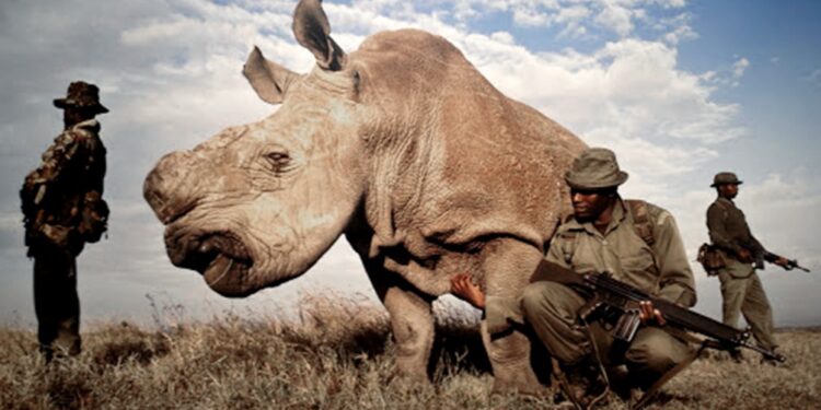 Creció la caza furtiva de rinocerontes en Sudáfrica con casi 500 ejemplares muertos