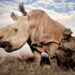 Creció la caza furtiva de rinocerontes en Sudáfrica con casi 500 ejemplares muertos