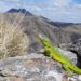Aníbal Areco: “Hemos encontrado una séptima población de iguanas de cobre”