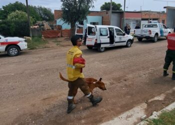 Bomberos de Sierra de la Ventana intervienen con perros en la búsqueda del joven desaparecido en Tornquist