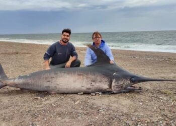 Hallaron un pez espada de casi 300 kilos en la costa de Chubut