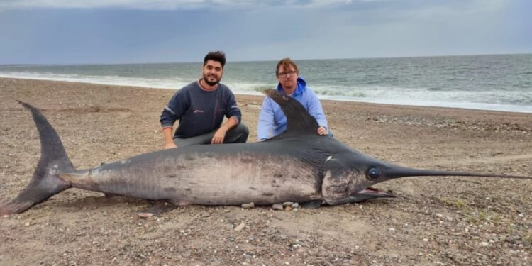 Hallaron un pez espada de casi 300 kilos en la costa de Chubut