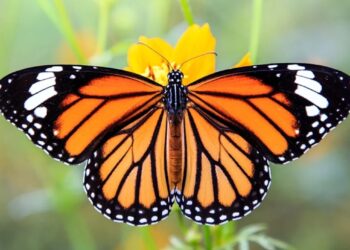 Invasión de mariposas: qué significa cada una que te cruzás según el color
