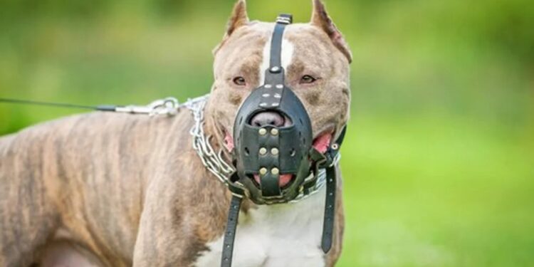 Condenaron al dueño de dos perros que atacaron a una nena en Mar del Plata