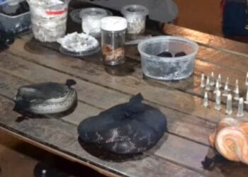 Gendarmería detuvo a un hombre que viajaba a Buenos Aires con 90 serpientes, 236 arañas y un ciempiés ocultos en dos valijas