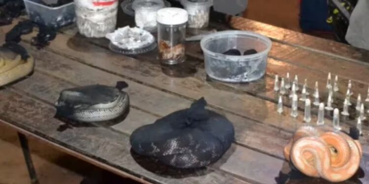 Gendarmería detuvo a un hombre que viajaba a Buenos Aires con 90 serpientes, 236 arañas y un ciempiés ocultos en dos valijas