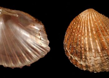 Un hijo adoptivo de la comarca lidera una investigación en Japón