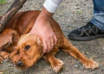 “Argentina está en el podio del proteccionismo animal”