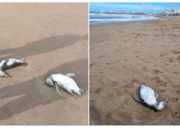 Preocupación en Mar del Plata: aparecieron decenas de pingüinos muertos en la playa