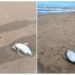 Preocupación en Mar del Plata: aparecieron decenas de pingüinos muertos en la playa