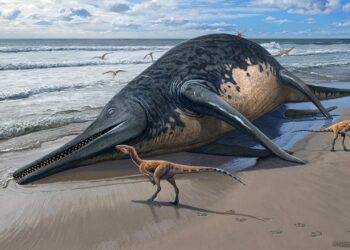 Encontraron fósiles de un gigantesco reptil marino