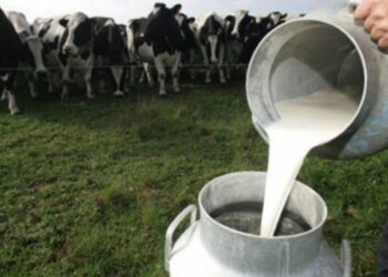 Advierten que la producción de leche es la más baja de los últimos cinco años