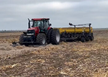Trigo: Con la suba de precio también se elevó el interés por sembrar más