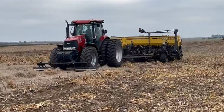 Trigo: Con la suba de precio también se elevó el interés por sembrar más