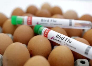 La OMS confirmó la primera muerte por gripe aviar en el mundo
