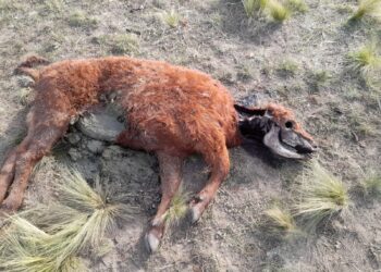 Chupacabras en la región: “es algo que se repite anualmente”