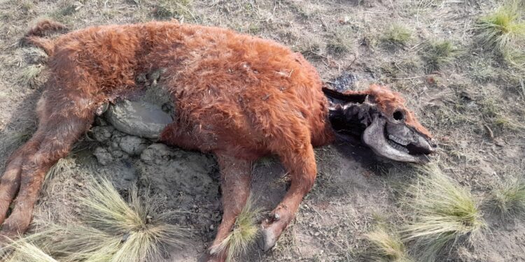 Chupacabras en la región: “es algo que se repite anualmente”