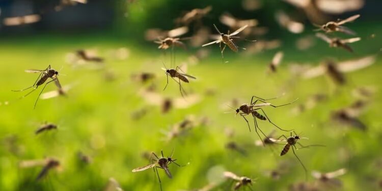 Otra vez hay invasión de mosquitos en Buenos Aires: ¿Por qué siguen molestando en junio?