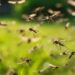 Otra vez hay invasión de mosquitos en Buenos Aires: ¿Por qué siguen molestando en junio?