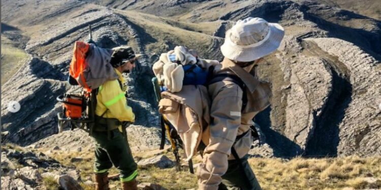 “Logramos contener la invasión de pinos en Sierras Grandes”