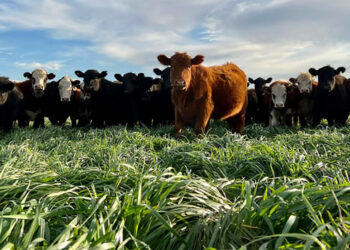 Carne para hoy, degradación para mañana