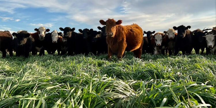Carne para hoy, degradación para mañana