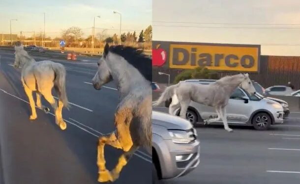 Insólita escena en plena Panamericana: decenas de caballos aparecieron corriendo entre los autos