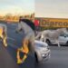 Insólita escena en plena Panamericana: decenas de caballos aparecieron corriendo entre los autos