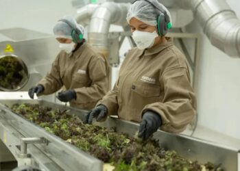 Qué hay detrás de la exportación Cannabis desde Jujuy