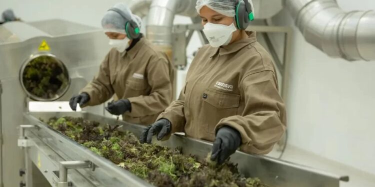 Qué hay detrás de la exportación Cannabis desde Jujuy