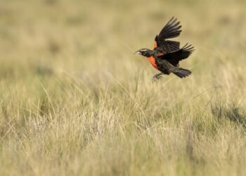 “Estamos haciendo censos en todo el sudoeste para saber dónde están las loicas”