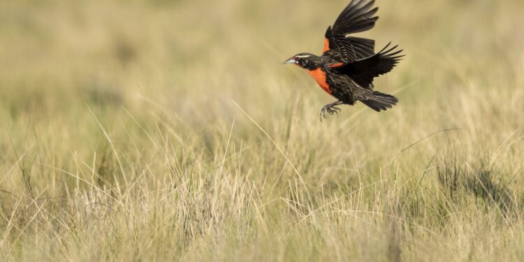“Estamos haciendo censos en todo el sudoeste para saber dónde están las loicas”
