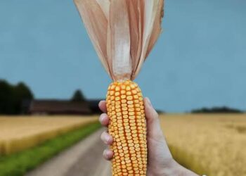 “Cada vez hay más semillas que funcionan con más agro tóxicos”