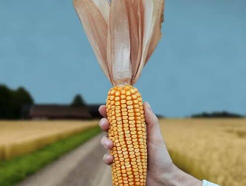 “Cada vez hay más semillas que funcionan con más agro tóxicos”