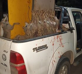 Tres cazadores furtivos de Pigüe fueron infraccionados en Chasicó.