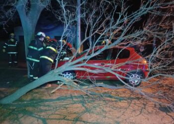 Sierra de la Ventana: Se tragó un árbol y se fugó del lugar.