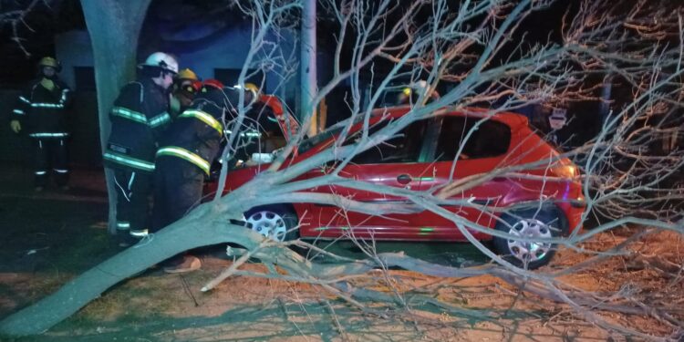 Sierra de la Ventana: Se tragó un árbol y se fugó del lugar.
