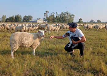 El secreto detrás de los chorizos de cordero más famosos de Tapalqué»