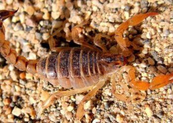 Charla Abierta: «Animales Ponzoñosos de Importancia Médica»