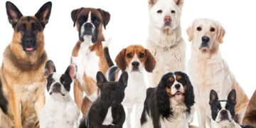 Día Mundial del Perro Adoptado: promueven la adopción responsable de mascotas