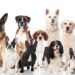 Día Mundial del Perro Adoptado: promueven la adopción responsable de mascotas