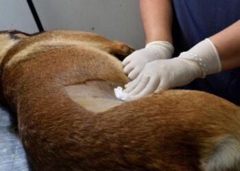 Se realizará una jornada de castración en Saldungaray