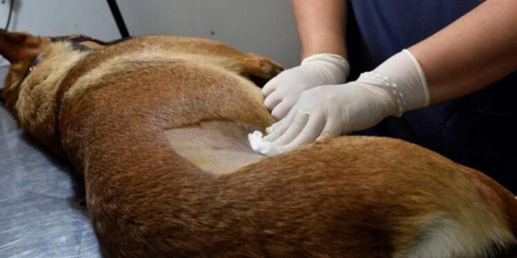 Se realizará una jornada de castración en Saldungaray